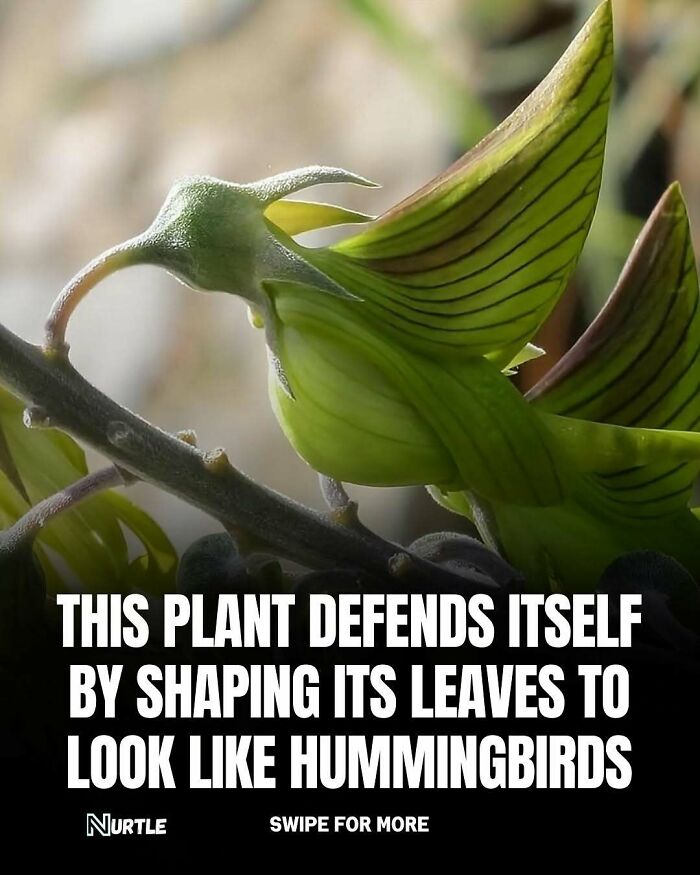 Close-up of a plant with leaves shaped like hummingbirds, featured in fun random facts to know.