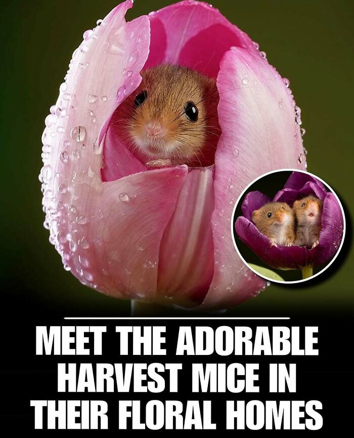 Harvest mice peeking out from inside pink and purple flower petals, showcasing cute animals in natural floral settings.