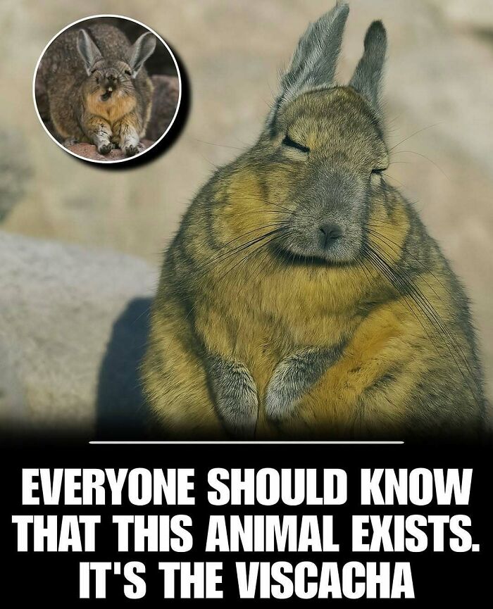 Viscacha close-up photo showcasing one of the cute animals that can instantly melt your day’s stress and anxiety.