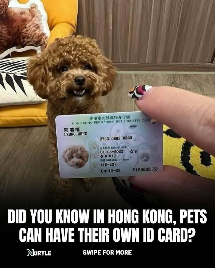 Small brown dog posing next to a Hong Kong pet ID card, showcasing random facts about pets and fun to know information.