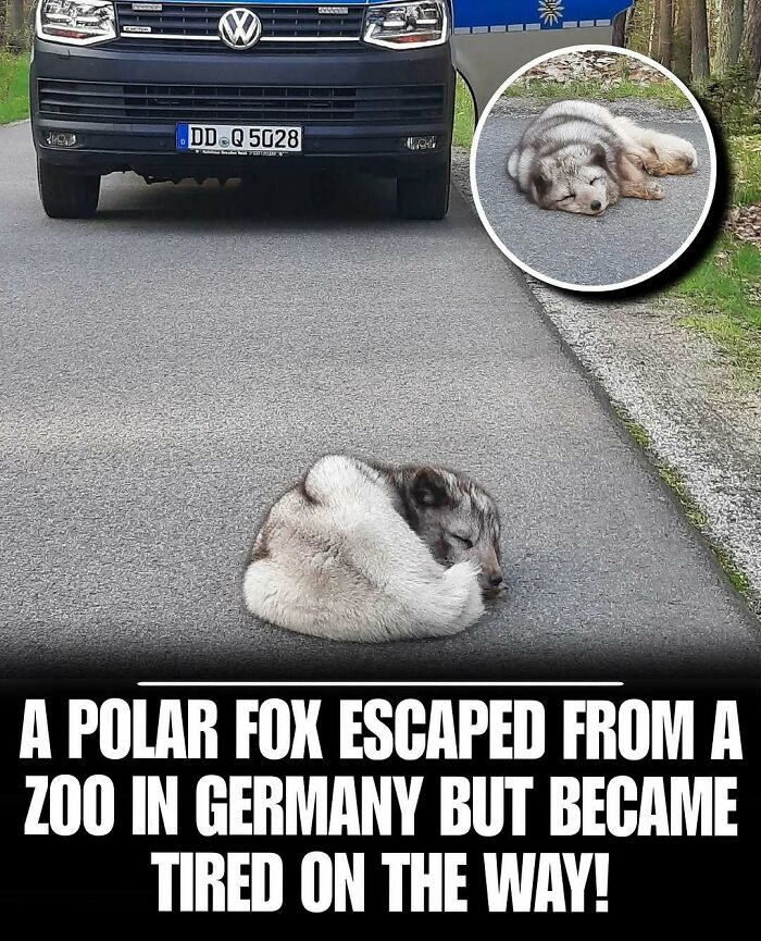 Cute polar fox sleeping on a road after escaping from a zoo, a heartwarming photo to melt stress and anxiety.