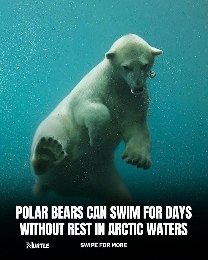 Polar bear swimming underwater with bubbles, illustrating a random fact about their endurance in Arctic waters.