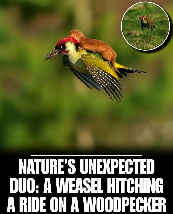 A cute weasel riding on a colorful woodpecker in mid-flight, showcasing adorable animal moments to melt stress.
