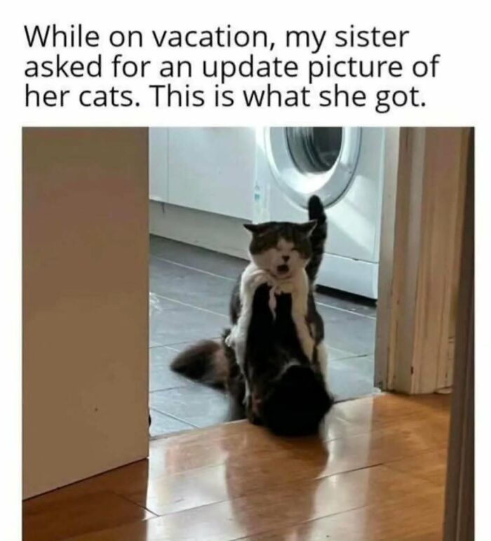 Two cats playing indoors, one holding the other’s face, a funny moment for cat memes lovers.