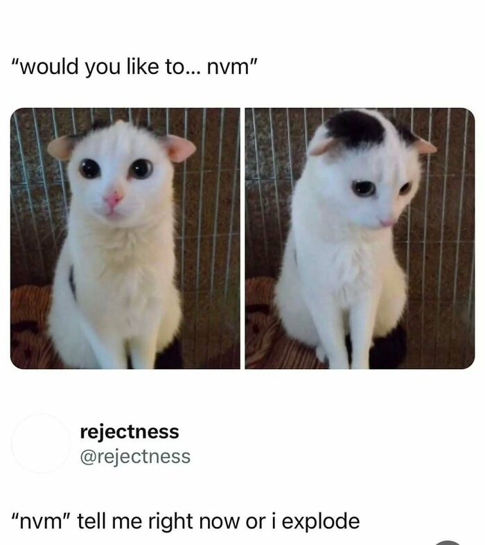 A white cat with black spots looks hesitant in a meme about cat memes readers who can't think of a better way to spend time.