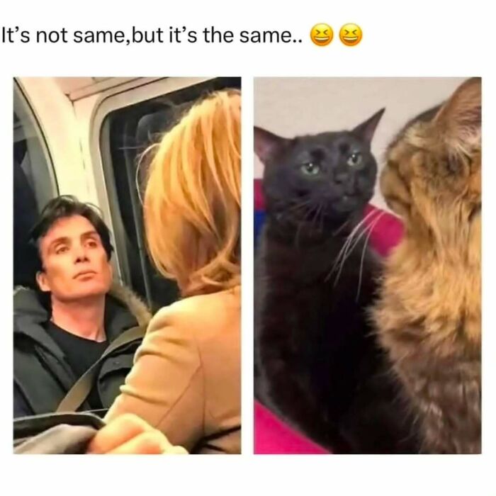 Man staring at woman on subway paired with black and brown cats staring at each other in a humorous cat meme.