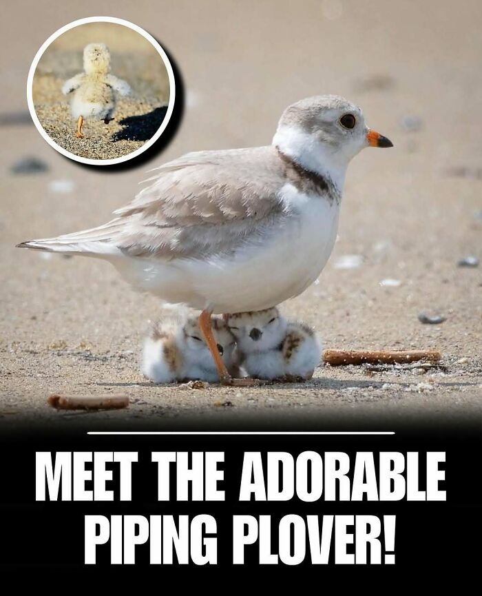 Piping plover adult standing on sandy beach with adorable chicks, cute animals to melt stress and anxiety.