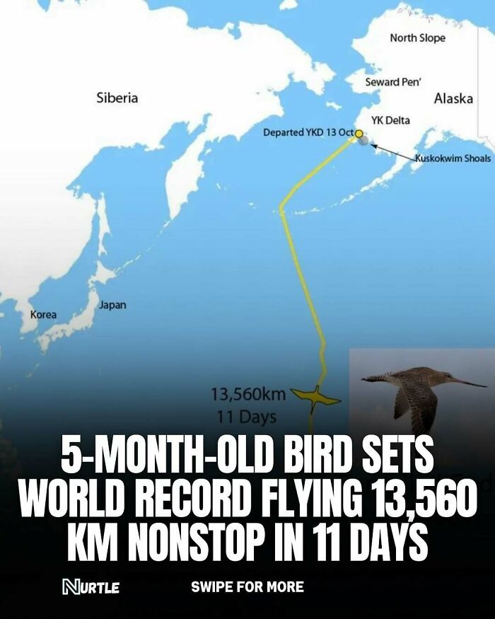 Map showing a 5-month-old bird's record nonstop flight of 13,560 km in 11 days, a fun random fact to know.