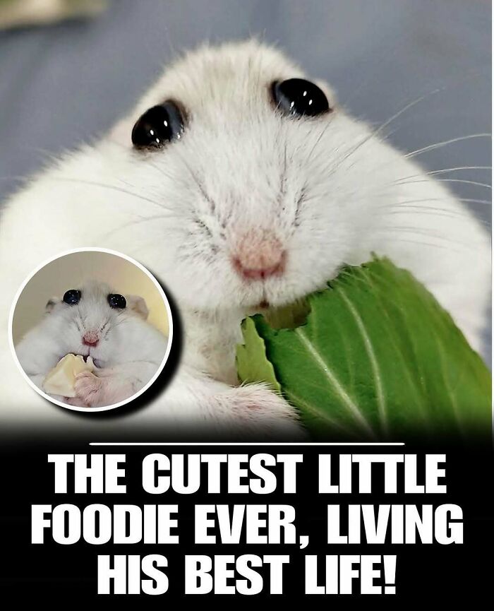 Close-up of a cute animal eating leafy greens, showcasing adorable charm to melt stress and anxiety.