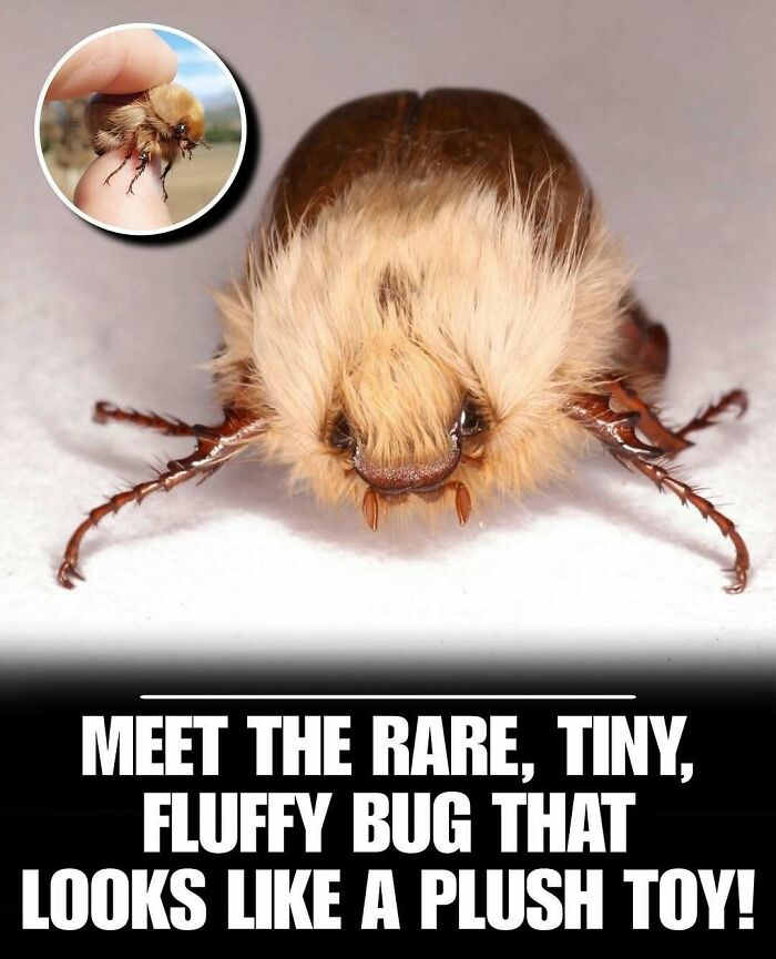 Close-up of a rare fluffy bug resembling a plush toy, featured in cute animals to melt stress and anxiety.