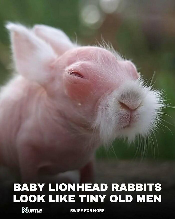 Hairless baby lionhead rabbit with closed eyes shown as a fun random fact to know about animals and nature.