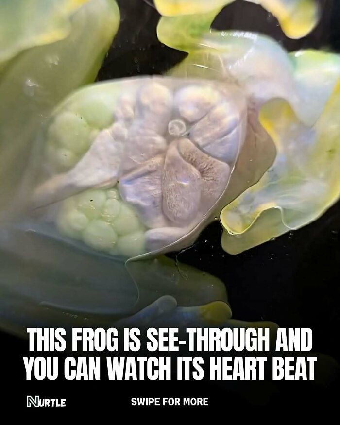 Close-up of a see-through frog showing its beating heart, one of the fun random facts to know about nature.