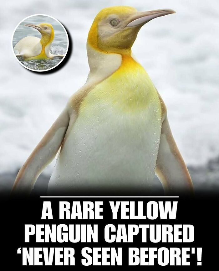 A rare yellow penguin standing near water, a cute animal known to instantly melt stress and anxiety.