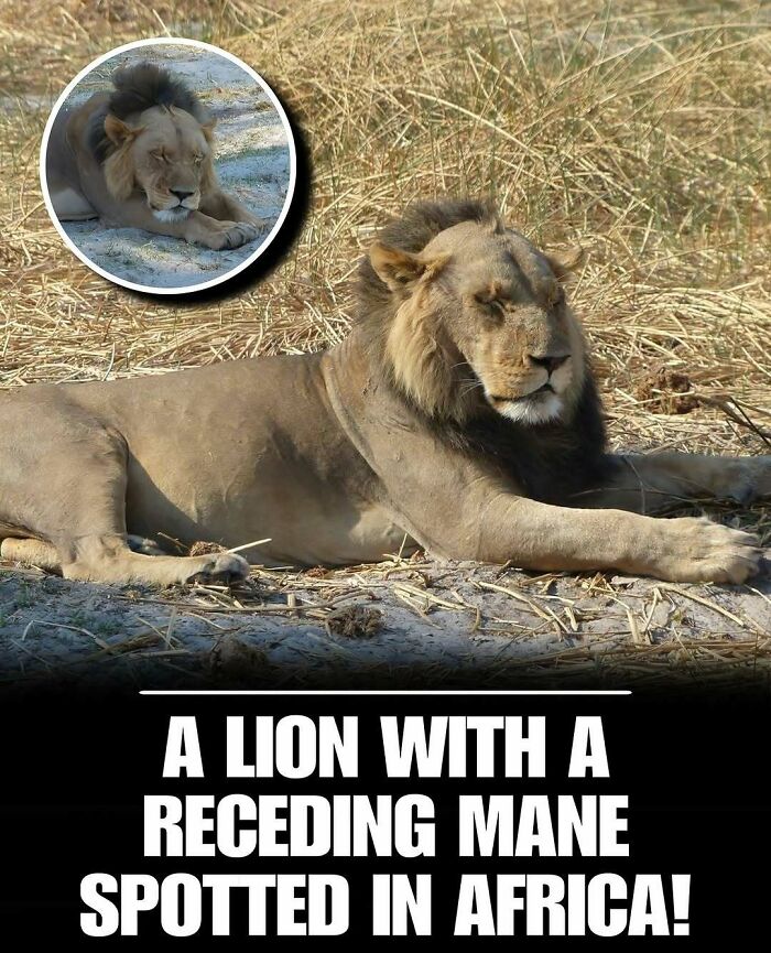 A lion with a receding mane resting on dry grass, showcasing cute animals to melt stress and anxiety.
