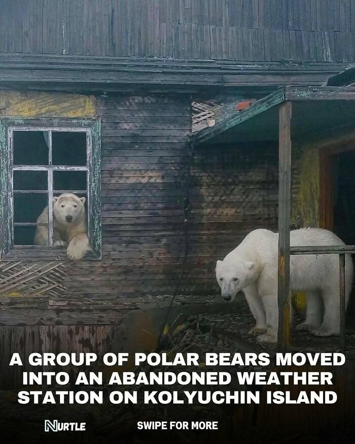 Polar bears inside an abandoned weather station on Kolyuchin Island with dark wooden walls and broken windows.