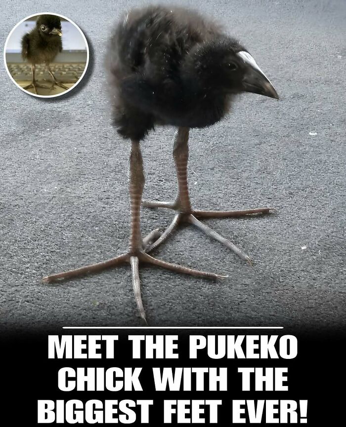 Cute animal photo of a pukeko chick with the biggest feet, perfect to melt your day’s stress and anxiety.