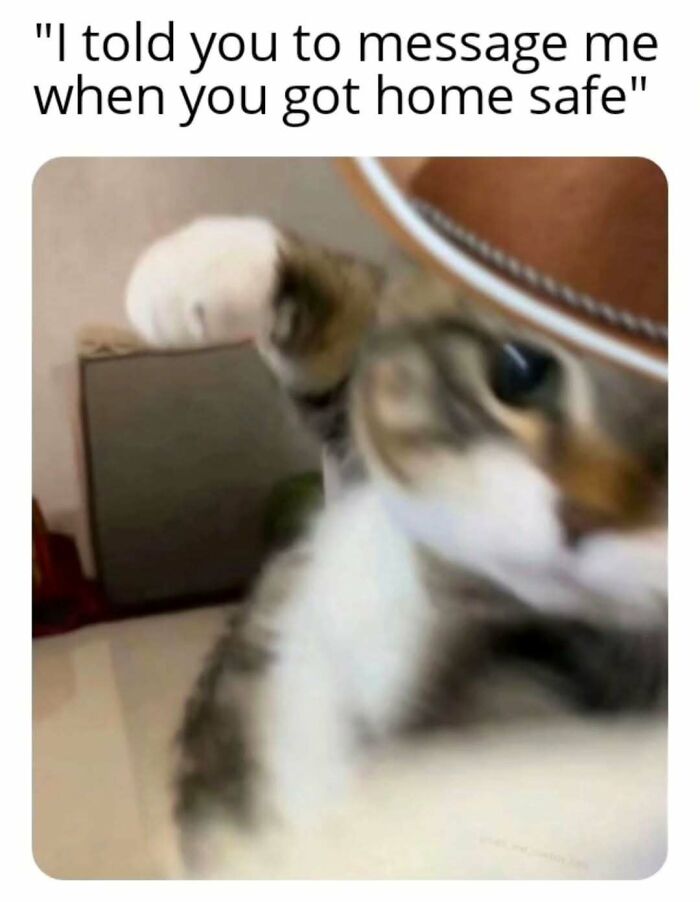 Blurry close-up of a cat raising a paw with a caption about messaging when you get home safe in cat memes.