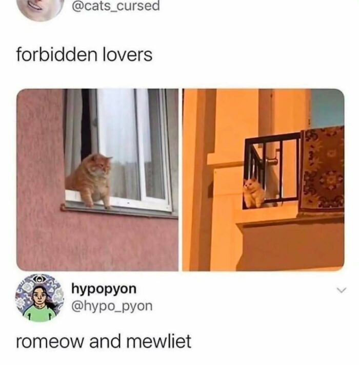 Two cats sitting on separate balconies with text punning forbidden lovers as Romeo and Juliet cat memes.