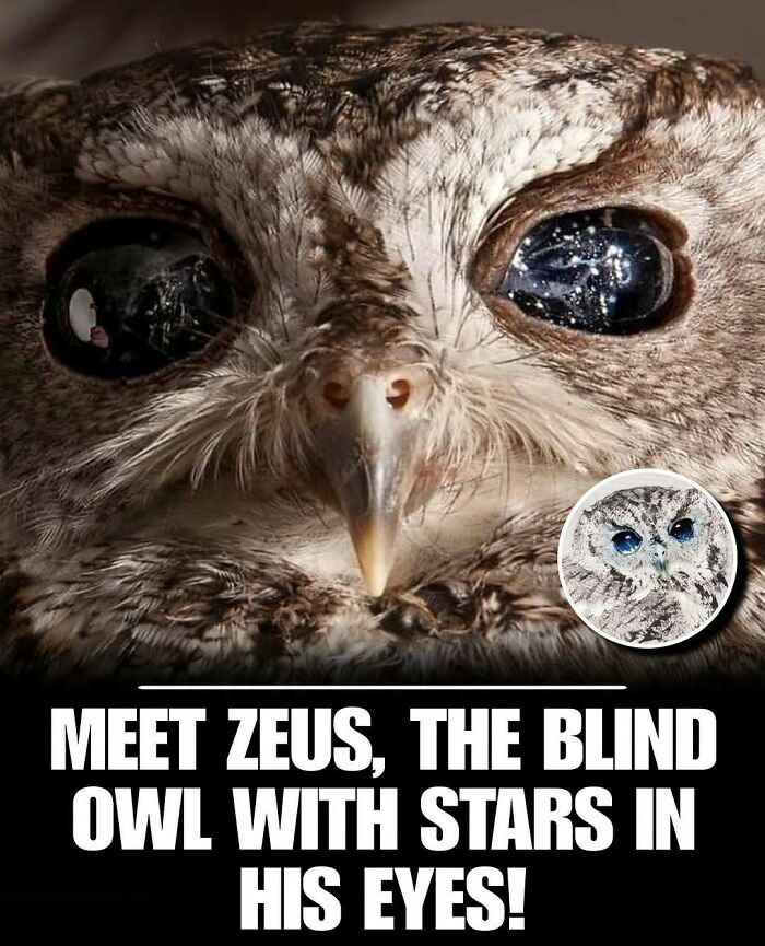 Close-up of a blind owl’s eyes reflecting stars, showcasing a cute animal that can melt stress and anxiety.