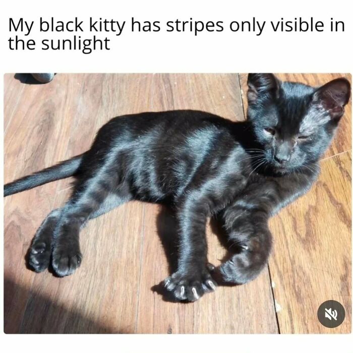 Black cat lying on wooden floor with visible stripes in sunlight, perfect for cat memes and cat lovers online.