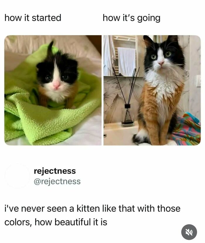 A kitten wrapped in a green blanket beside a grown cat with similar colors, perfect for cat memes fans.