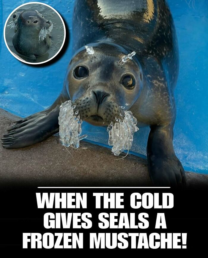 Seal with frozen ice formations on its whiskers against a blue background, showcasing cute animals to melt stress and anxiety.
