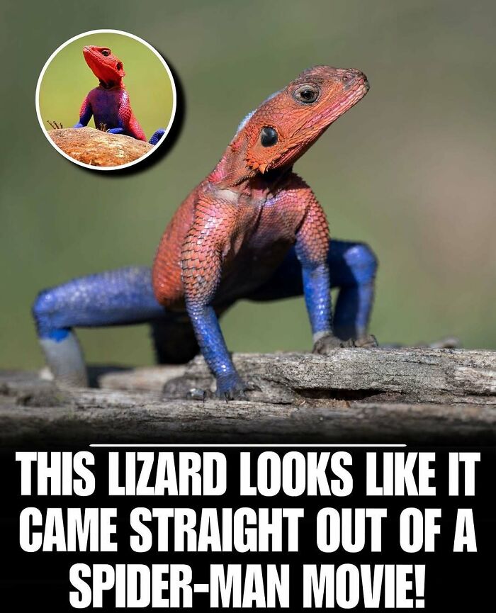 Colorful lizard with red and blue scales on a rock, a cute animal that can instantly melt stress and anxiety.