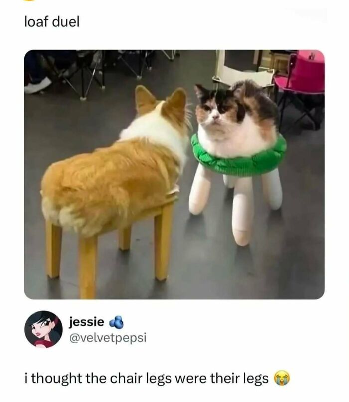 Cat meme showing a cat and dog sitting on stools creating an illusion of animal legs with chair legs.