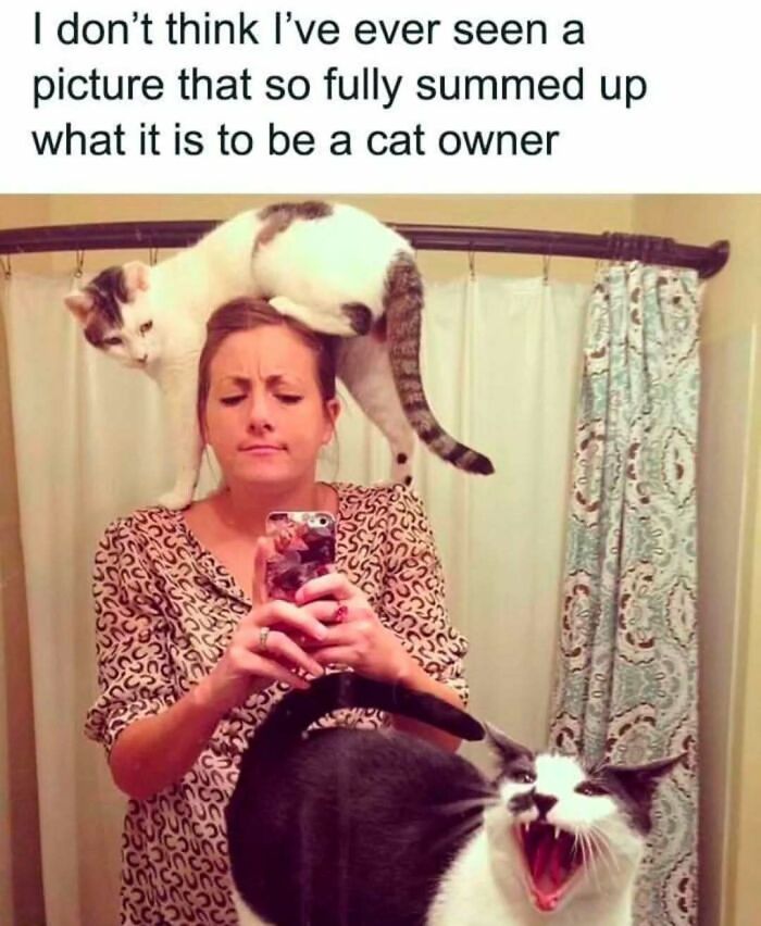 Woman taking a selfie with two cats, one on her shoulders and one yawning, reflecting cat owner life and cat memes.