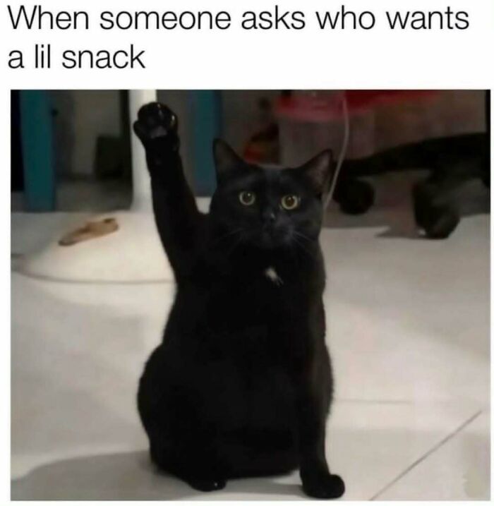 Black cat raising paw as if volunteering for a snack, a funny and relatable moment among popular cat memes.