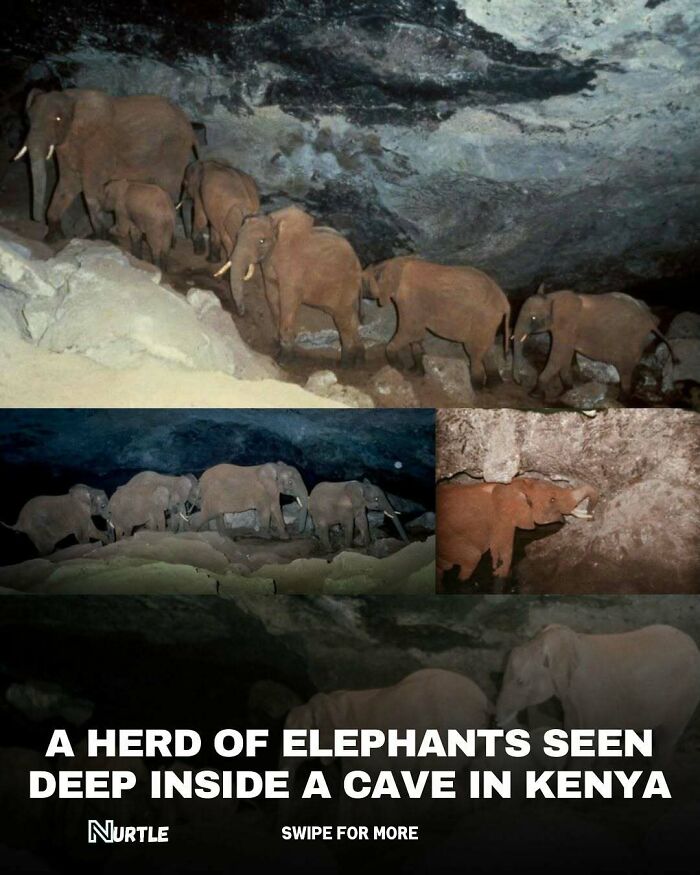 Herd of elephants deep inside a cave in Kenya, showcasing a rare and interesting random fact to know.