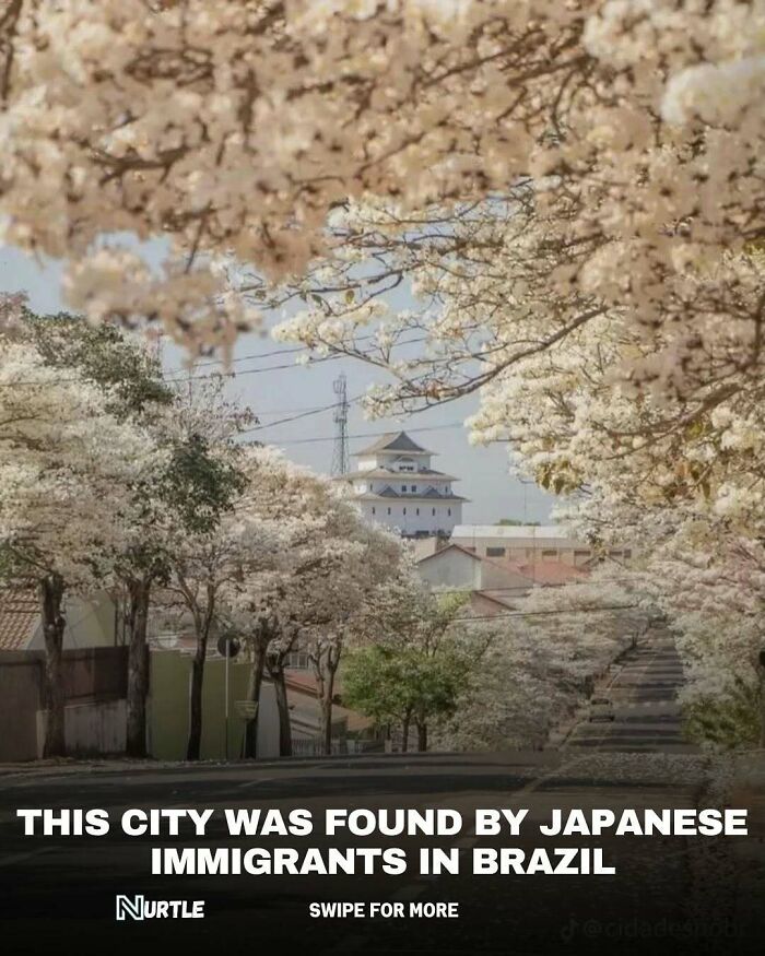 City street lined with blooming cherry trees and a Japanese-style building, illustrating random facts about Japanese immigrants.