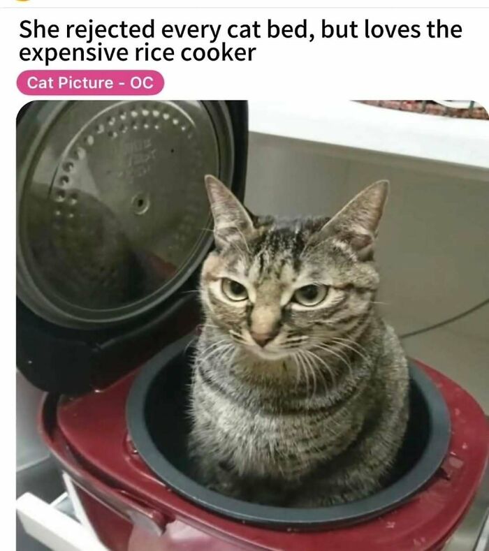 Tabby cat sitting inside an open rice cooker, rejecting every cat bed, featured in popular cat memes posts.