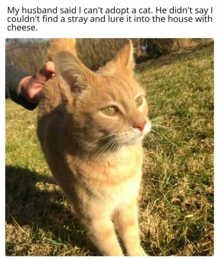 Orange cat being petted outdoors with a funny caption about adopting stray cats for cat memes and entertainment.