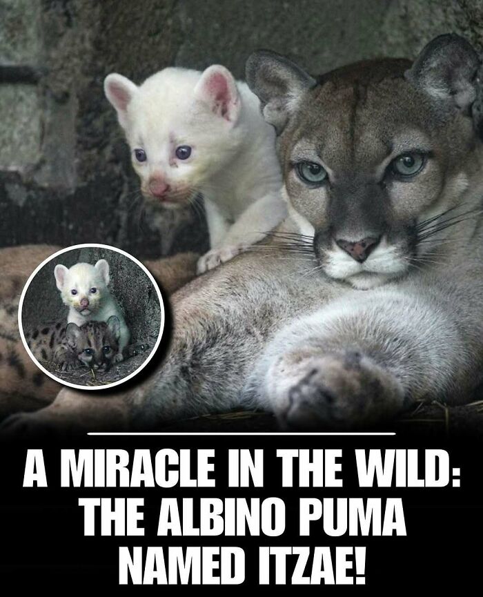 Albino puma cub resting with its mother, a cute animal photo to help melt stress and anxiety.