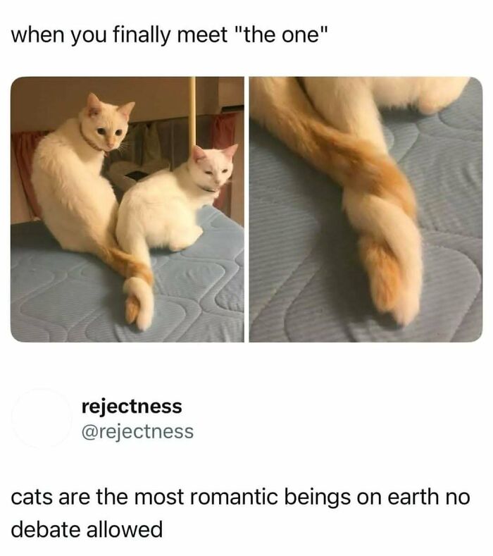 Two cats sitting close with tails intertwined, illustrating romantic connection in cat memes for humor and relaxation.