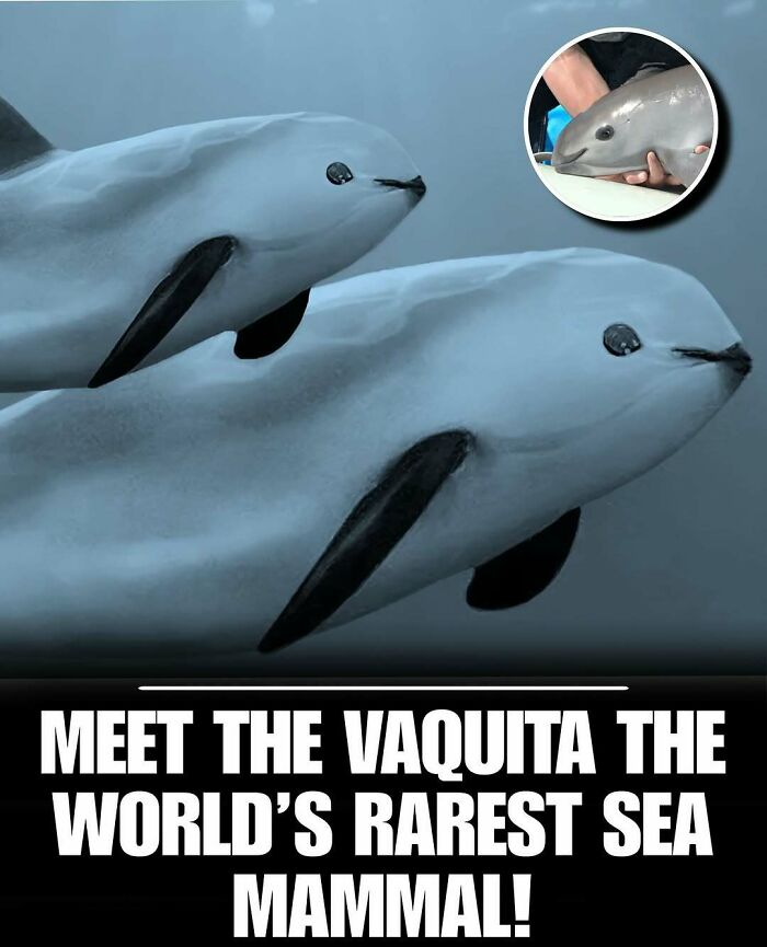 Two rare vaquita sea mammals swimming underwater, showcasing one of the cutest animals to reduce stress and anxiety.