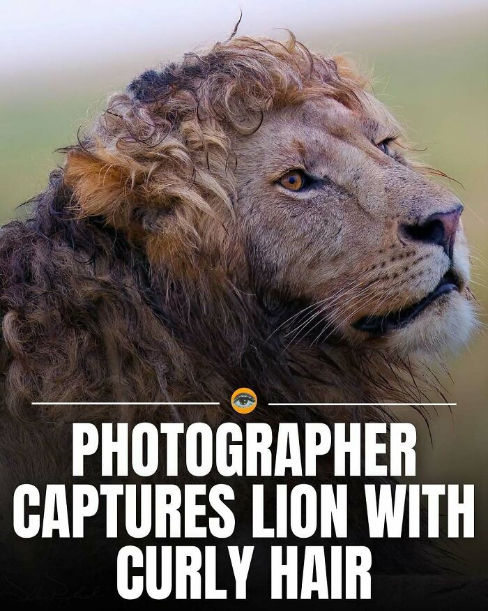 Close-up of a lion with curly hair, an interesting pic that reveals a unique and intriguing natural story. Close-up of a lion with curly hair, an interesting pic that reveals a unique and intriguing natural story.