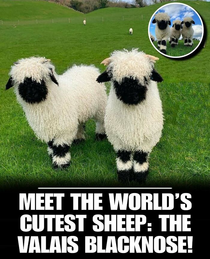 Two cute Valais Blacknose sheep standing on green grass in a field, showcasing adorable animals to melt stress.
