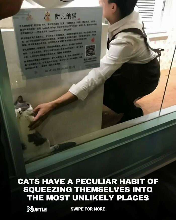 Cat squeezed into a small space with a person petting it, illustrating random facts about cats and quirky behaviors.