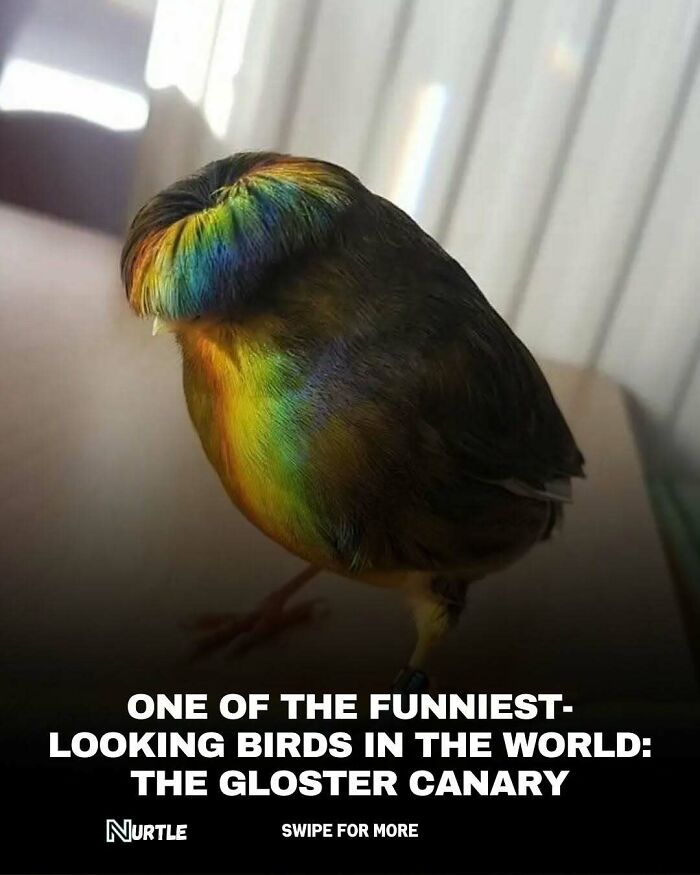 Gloster Canary bird with a unique feather pattern, featured in random facts that nobody really asked for but are fun to know.