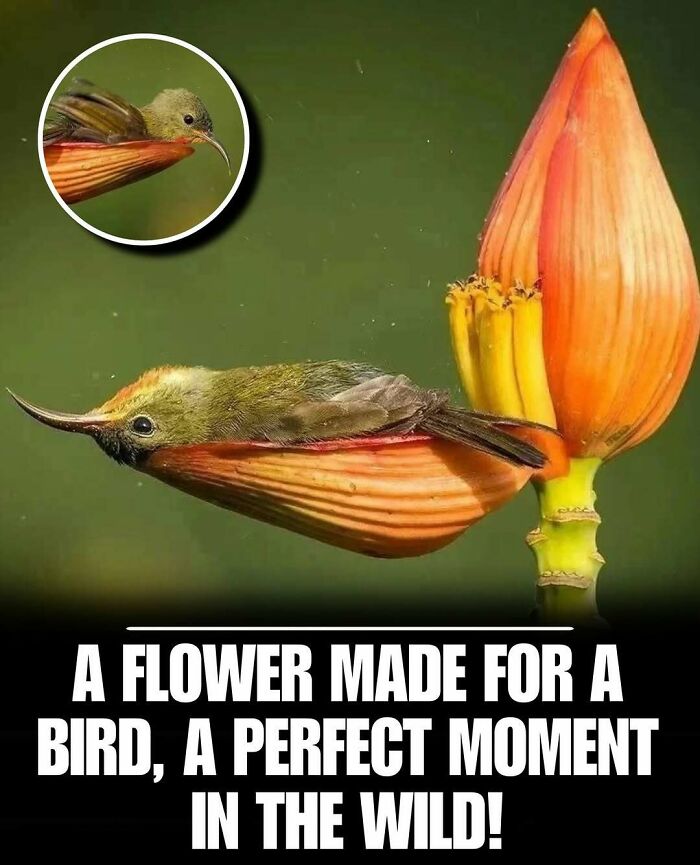 Hummingbird blending perfectly with a flower petal, showcasing a cute animal moment in the wild to melt stress and anxiety.