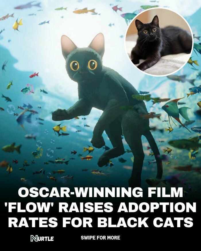 Animated black cat underwater surrounded by fish, highlighting random facts about black cats and adoption rates.