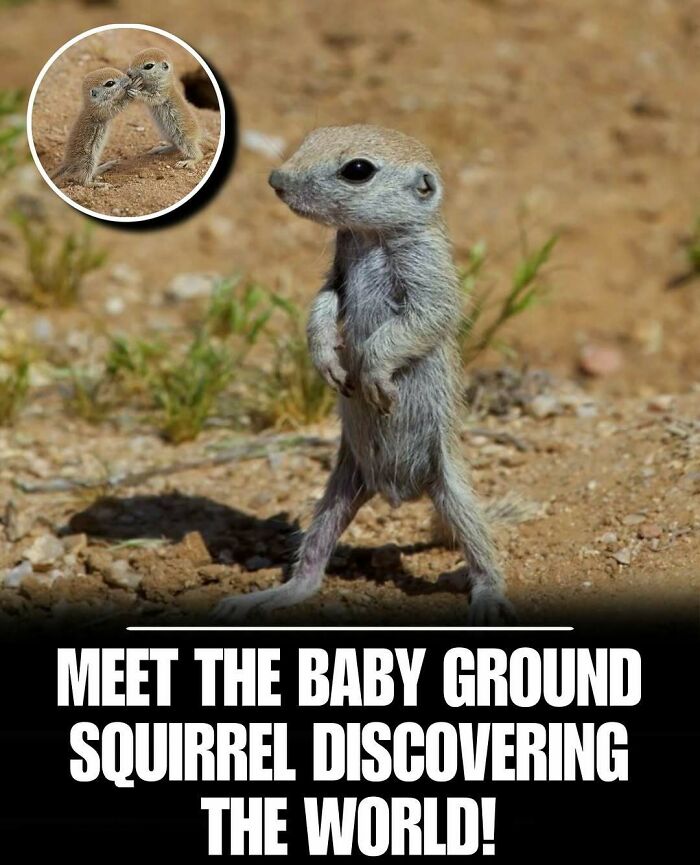 Baby ground squirrel standing on dirt with two squirrels touching noses, showcasing cute animals to melt stress and anxiety.