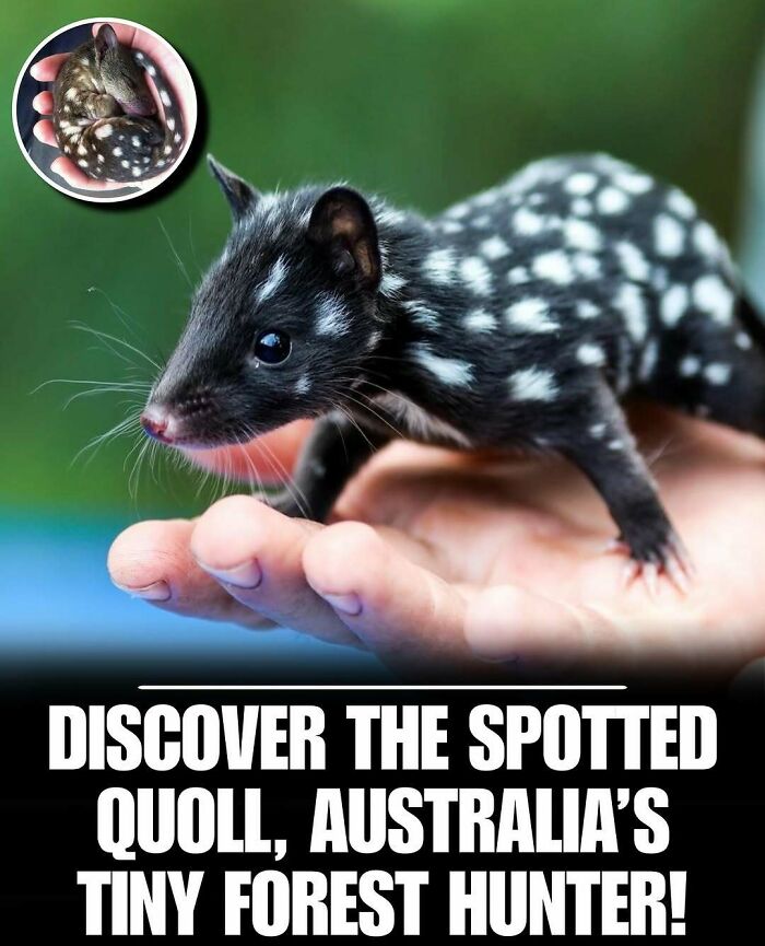 Spotted quoll resting on a hand, showcasing one of the cute animals that can melt stress and anxiety instantly.