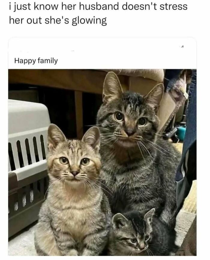 Three tabby cats sitting together indoors, perfect for fans looking at cat memes for a fun time.