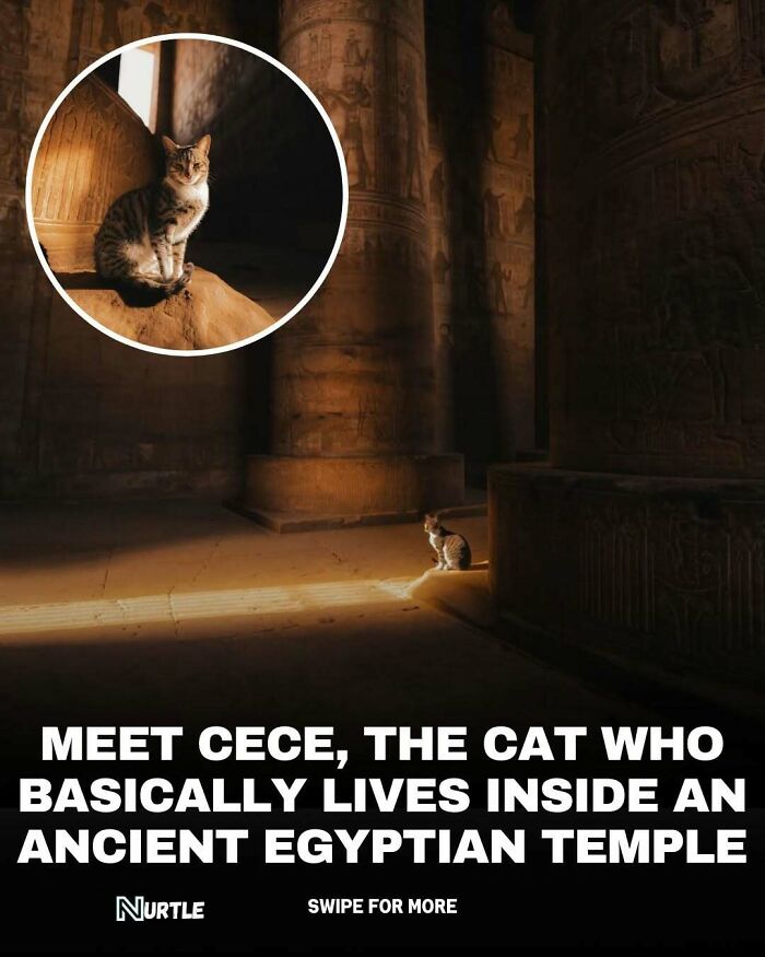 Cat sitting inside an ancient Egyptian temple, featured in a collection of random facts fun to know.