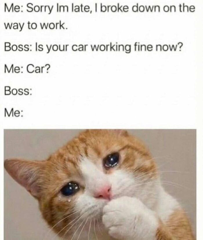 Funny meme with a crying cat used to distract from work and avoid responsibility in a humorous way.