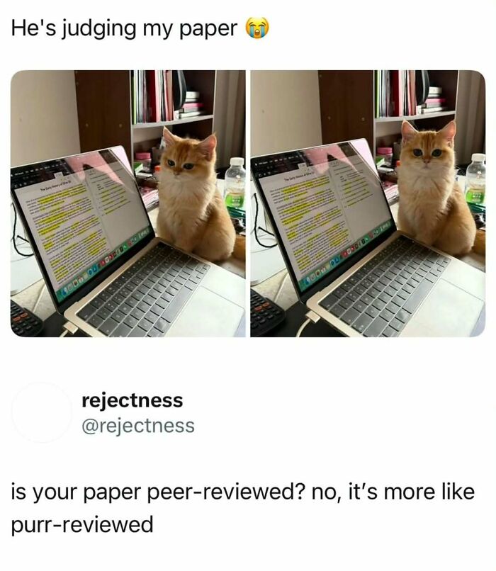 Orange cat sitting next to a laptop, humorously judging a paper, perfect for cat memes fans seeking funny posts.