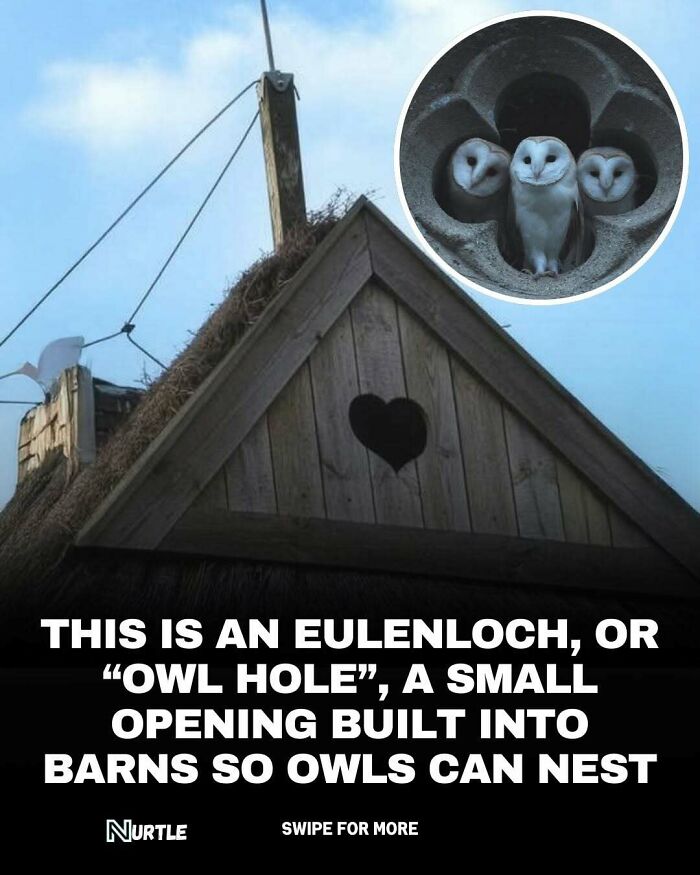 Barn roof with heart-shaped owl hole or Eulenloch and three barn owls nesting inside, random facts on nature.